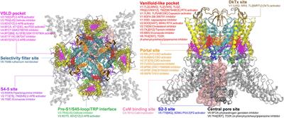 Targeting TRP channels: recent advances in structure, ligand binding, and molecular mechanisms